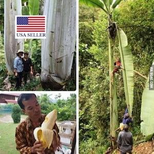 Musa ingens 2 Seeds Giant Highland Banana