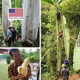 Musa ingens 2 Seeds Giant Highland Banana