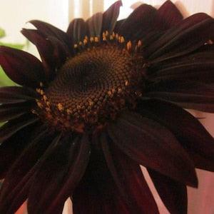 CLARET SUNFLOWER Helianthus Sun Flower One Of The Darkest! Dark Red Brown Mahogany 5 Seeds