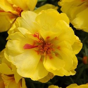 100 PCS Moss Rose Yellow Flower Seeds/Yellow Moss Rose/Yellow Portulaca Grandiflora / FL489