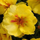 100 PCS Moss Rose Yellow Flower Seeds/Yellow Moss Rose/Yellow Portulaca Grandiflora / FL489