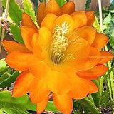 1 unrooted cutting/ leaf/ stem Super Rare Hot  Spiced Takuan Epiphyllum Orchid Cactus 6-8???