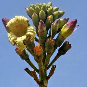 Oroxylum indicum - Midnight Horror - 10 seeds