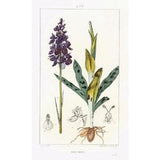 1831 Antique Orchid Plant Print Plant Natural History Botanical Botany Wall Art framing Home decor