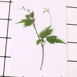 10PCS Real Pressed Dry leaf, leaves with stem for art, candle DIY FCD65
