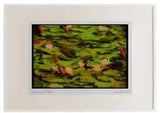 Wild Flowers Plants 013069 Lilies On Pads Watercolour Picture Frame