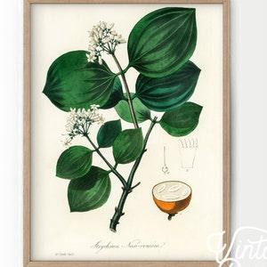 Floral Art Print, Botanical Floral, Vintage Flower Print, Gift for her, Women Office Decor, HIGH QUALIT PRINT, Fall Decor,