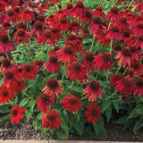 coneflowers Red seeds 25