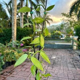 Vanilla planifolia, vanilla bean orchid, 5??? pot
