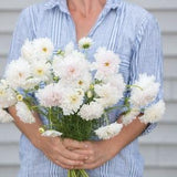 20 Snow Puff Cosmos Flower Seeds / Cosmos bipinnatus / English Garden / Wildflower / Cottage / Bouquet Flower / Wedding Flowers / Cut Flower