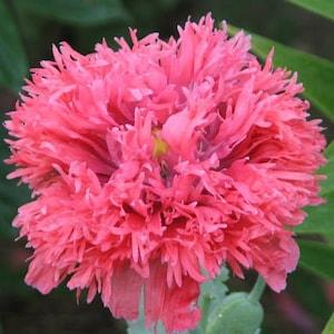 100 seeds, Pink Fluffy Poppy seeds, annual