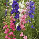 Larkspur Seed fresh for 2024. 200 seeds