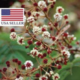 20 Seeds - Acacia concinna - Shikakai - Hair Fruit - Herb Hair Care