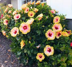 Hidden Valley Hibiscus Flower Delivery