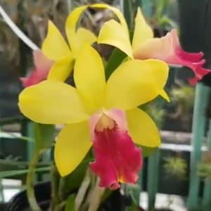 Rhyncattlianthe (Rth) Netrasiri Starbright x Kauai Starbright 'STK' near blooming size cattleya/brassavola type orchid clone.