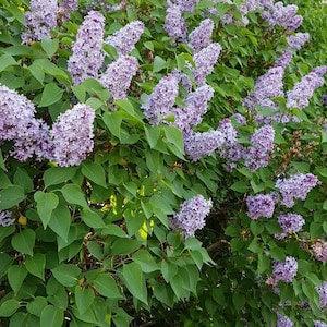 Purple Lilac Bush Seeds Canada Grown, Fragrant Flowers, Wild Hardy Perennial Tree Zone 3 4 5 6 7 8, Drought Tolerant, Syringa Vulgaris