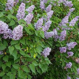 Purple Lilac Bush Seeds Canada Grown, Fragrant Flowers, Wild Hardy Perennial Tree Zone 3 4 5 6 7 8, Drought Tolerant, Syringa Vulgaris