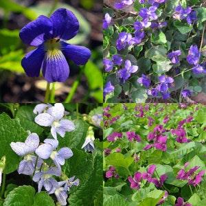 VIOLET MIX 'Sorority Sisters' Viola Sororia, Hardy Perennial, 10 Seeds