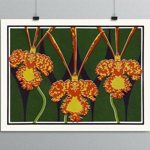 Botanical Art - Orchids - Psychopsis Mendenhall Hildos - Houseplant Poster, Plant Illustration, Mid Century Modern Decor