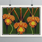 Botanical Art - Orchids - Psychopsis Mendenhall Hildos - Houseplant Poster, Plant Illustration, Mid Century Modern Decor