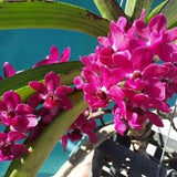 Orchid Vanda Fragrant 3 pack Exotic Tropical Plants Special