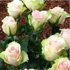 dancing queen roses seeds - 20 seeds - code 070