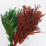 Dried Natural Flower Lycopodium Pine Plant Bunch Bouquet Wedding Home Decoration