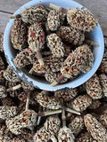 100+ Pieces Magnolia Seed Pods
