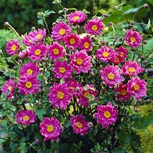 Double Pink ANEMONE PAMINA Japanese Perennial 5 Seeds