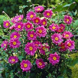 Double Pink ANEMONE PAMINA Japanese Perennial 5 Seeds