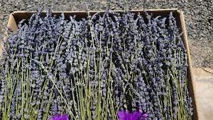 Dried Lavender Long Stem Essential Oil Natural Dried Flowers Loose Bulk Box