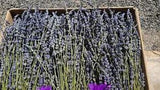 Dried Lavender Long Stem Essential Oil Natural Dried Flowers Loose Bulk Box