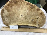 Natural Dried Tree Conk Shelf Mushroom Fungus for Painting or Crafts [C]