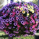 PETUNIA CASCADE!!! Mix Trailing Hanging Pots Planters Annual, 20 Seeds