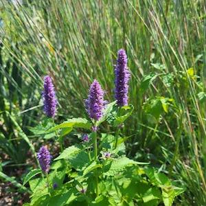 Anise Hyssop - Agastache Foeniculum 30 seeds - Bee Magnet, Nectar Plant, Chemical Free, Bee and Pollinator Safe Native Perennial