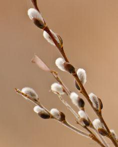Pussy Willows - a Sign of Spring! Flower Delivery