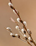 Pussy Willows - a Sign of Spring! Flower Delivery