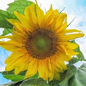 Mongolian GIANT SUNFLOWER SEEDS Dizzy Bees Urban Garden ** Combined Shipping**