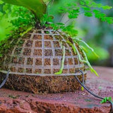 Dried sphagna Sphagni, 24L for DIY, terrarium building, microlandscape, Orchid, fern, vertical gardening