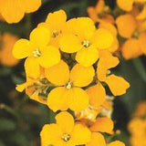 Siberian WallFlower Flower Seeds, "COOL BEANS N sprouts" Brand. Home Gardening.