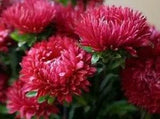 Astra Peony Rotar Turm Red Seeds flowers Annuals Ukraine 0.25 grams