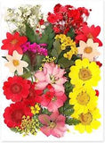 Dried Pressed Flowers, Natural Resin Flowers, Real Mixed Color Pressed Flowers,