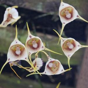 Orchid Monkey Face 10 Pcs Fresh Seeds Flower seeds Orchis simia Organic seeds Non GMO