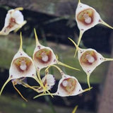 Orchid Monkey Face 10 Pcs Fresh Seeds Flower seeds Orchis simia Organic seeds Non GMO