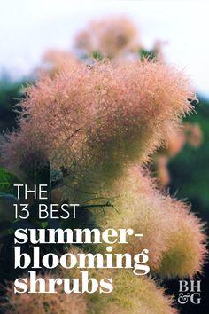 13 Summer-Flowering Shrubs That Are Super Easy to Grow Flower Delivery