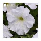 Caribou Seed Company | SUPERCASCADE WHITE PETUNIA Seeds  | Gigantic 5 inch blooms | High Quality & Fresh Seed   | 35-40 seeds