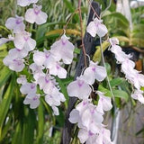 Orchid Ionopsis utricularioides on coconut with hanging hook