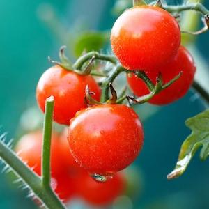 Cherry Tomato - Vilma 0.3g - 50 Seeds - Solanum Lycopersicon