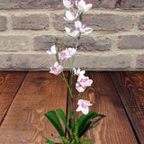 Artificial Phalaenopsis Orchid Plant, Silk Flowers LAVENDER