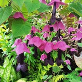 PURPLE BELL VINE Chocolate Rhodochiton Atrosanguineus 5 Seeds